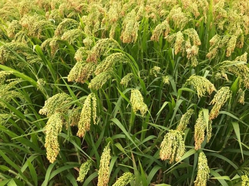 Jászberényi tájfajta köles, Panicum miliaceum, amaránt, gabona